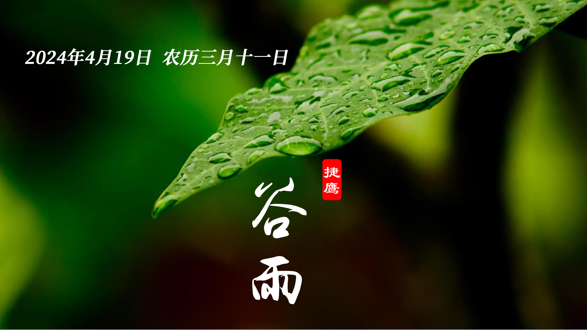 谷雨.jpg